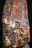 07057 - Beautiful 0.98 Inch Pterosaur (Coloborhynchus) Tooth Cretaceous KemKem