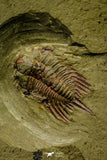 21040 - Amazing Lehua sp Lower Ordovician Trilobite Fezouata Fm