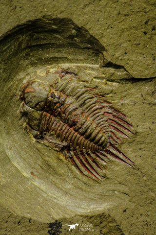 21040 - Amazing Lehua sp Lower Ordovician Trilobite Fezouata Fm