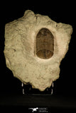 30044 - Beautiful Asaphus raniceps Middle Ordovician Trilobite Russia