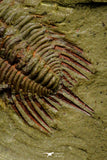 21040 - Amazing Lehua sp Lower Ordovician Trilobite Fezouata Fm
