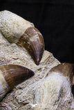 07022 - Awesome Associated 4 Mosasaur (Prognathodon anceps) Teeth Cretaceous
