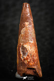 07058 - Beautiful Red 0.91 Inch Pterosaur (Coloborhynchus) Tooth Cretaceous KemKem