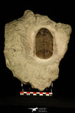 30044 - Beautiful Asaphus raniceps Middle Ordovician Trilobite Russia