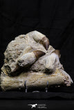 07022 - Awesome Associated 4 Mosasaur (Prognathodon anceps) Teeth Cretaceous