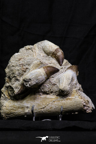 07022 - Awesome Associated 4 Mosasaur (Prognathodon anceps) Teeth Cretaceous