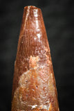 07058 - Beautiful Red 0.91 Inch Pterosaur (Coloborhynchus) Tooth Cretaceous KemKem