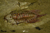 21040 - Amazing Lehua sp Lower Ordovician Trilobite Fezouata Fm
