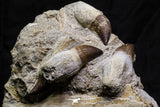 07022 - Awesome Associated 4 Mosasaur (Prognathodon anceps) Teeth Cretaceous