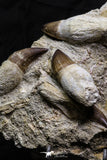 07022 - Awesome Associated 4 Mosasaur (Prognathodon anceps) Teeth Cretaceous