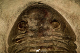 30044 - Beautiful Asaphus raniceps Middle Ordovician Trilobite Russia