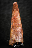 07058 - Beautiful Red 0.91 Inch Pterosaur (Coloborhynchus) Tooth Cretaceous KemKem