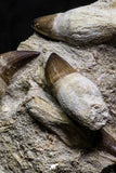 07022 - Awesome Associated 4 Mosasaur (Prognathodon anceps) Teeth Cretaceous
