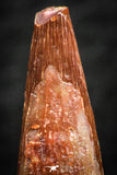 07058 - Beautiful Red 0.91 Inch Pterosaur (Coloborhynchus) Tooth Cretaceous KemKem
