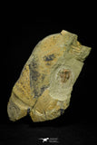 21041 - Amazing Lehua sp Lower Ordovician Trilobite Fezouata Fm