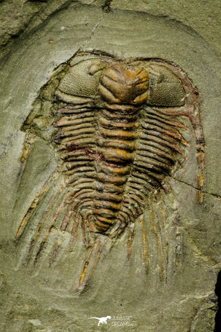 21041 - Amazing Lehua sp Lower Ordovician Trilobite Fezouata Fm