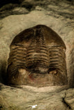30044 - Beautiful Asaphus raniceps Middle Ordovician Trilobite Russia
