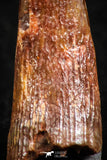 07058 - Beautiful Red 0.91 Inch Pterosaur (Coloborhynchus) Tooth Cretaceous KemKem