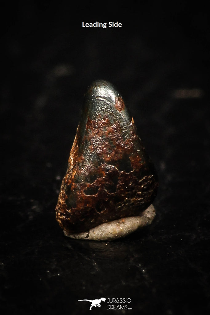 05284 - Taza (NWA 859) Iron Ungrouped Plessitic Octahedrite Meteorite 0.4g ORIENTED