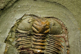 21041 - Amazing Lehua sp Lower Ordovician Trilobite Fezouata Fm