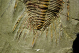 21041 - Amazing Lehua sp Lower Ordovician Trilobite Fezouata Fm