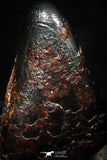 05284 - Taza (NWA 859) Iron Ungrouped Plessitic Octahedrite Meteorite 0.4g ORIENTED