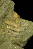 21041 - Amazing Lehua sp Lower Ordovician Trilobite Fezouata Fm