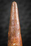 07059 - Finest Quality 1.25 Inch Pterosaur (Coloborhynchus) Tooth Cretaceous KemKem