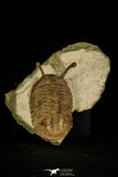 30045 - Stalk-Eyed Asaphus kowalewskii Middle Ordovician Trilobite Russia