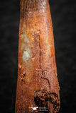 07059 - Finest Quality 1.25 Inch Pterosaur (Coloborhynchus) Tooth Cretaceous KemKem