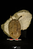 30045 - Stalk-Eyed Asaphus kowalewskii Middle Ordovician Trilobite Russia