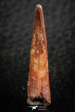 07059 - Finest Quality 1.25 Inch Pterosaur (Coloborhynchus) Tooth Cretaceous KemKem