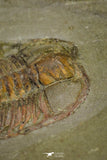 21041 - Amazing Lehua sp Lower Ordovician Trilobite Fezouata Fm