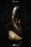 05284 - Taza (NWA 859) Iron Ungrouped Plessitic Octahedrite Meteorite 0.4g ORIENTED