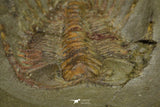 21041 - Amazing Lehua sp Lower Ordovician Trilobite Fezouata Fm