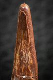 07059 - Finest Quality 1.25 Inch Pterosaur (Coloborhynchus) Tooth Cretaceous KemKem