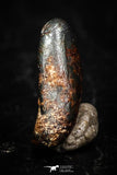 05284 - Taza (NWA 859) Iron Ungrouped Plessitic Octahedrite Meteorite 0.4g ORIENTED