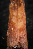 07059 - Finest Quality 1.25 Inch Pterosaur (Coloborhynchus) Tooth Cretaceous KemKem