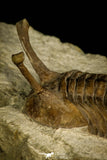 30045 - Stalk-Eyed Asaphus kowalewskii Middle Ordovician Trilobite Russia