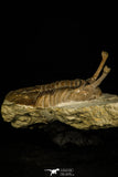 30045 - Stalk-Eyed Asaphus kowalewskii Middle Ordovician Trilobite Russia