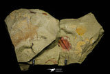 21042 - Premium Grade Lehua sp Lower Ordovician Trilobite Fezouata Fm