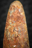 07060 - Beautiful 1.00 Inch Pterosaur (Coloborhynchus) Tooth Cretaceous KemKem
