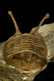 30045 - Stalk-Eyed Asaphus kowalewskii Middle Ordovician Trilobite Russia