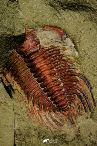 21042 - Premium Grade Lehua sp Lower Ordovician Trilobite Fezouata Fm