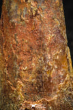 07060 - Beautiful 1.00 Inch Pterosaur (Coloborhynchus) Tooth Cretaceous KemKem