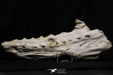 07024 - Museum Grade 12 Inch Globidens phosphaticus (Mosasaur) Left Hemi-Jaw Cretaceous