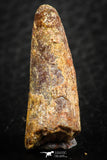 07060 - Beautiful 1.00 Inch Pterosaur (Coloborhynchus) Tooth Cretaceous KemKem