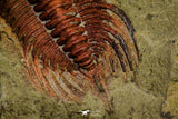 21042 - Premium Grade Lehua sp Lower Ordovician Trilobite Fezouata Fm