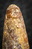 07060 - Beautiful 1.00 Inch Pterosaur (Coloborhynchus) Tooth Cretaceous KemKem