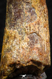 07060 - Beautiful 1.00 Inch Pterosaur (Coloborhynchus) Tooth Cretaceous KemKem